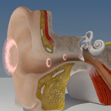 Step Back for Safety Series: Hearing Conservation